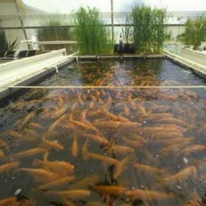 Fish farm water pumps - Water Pumps Now